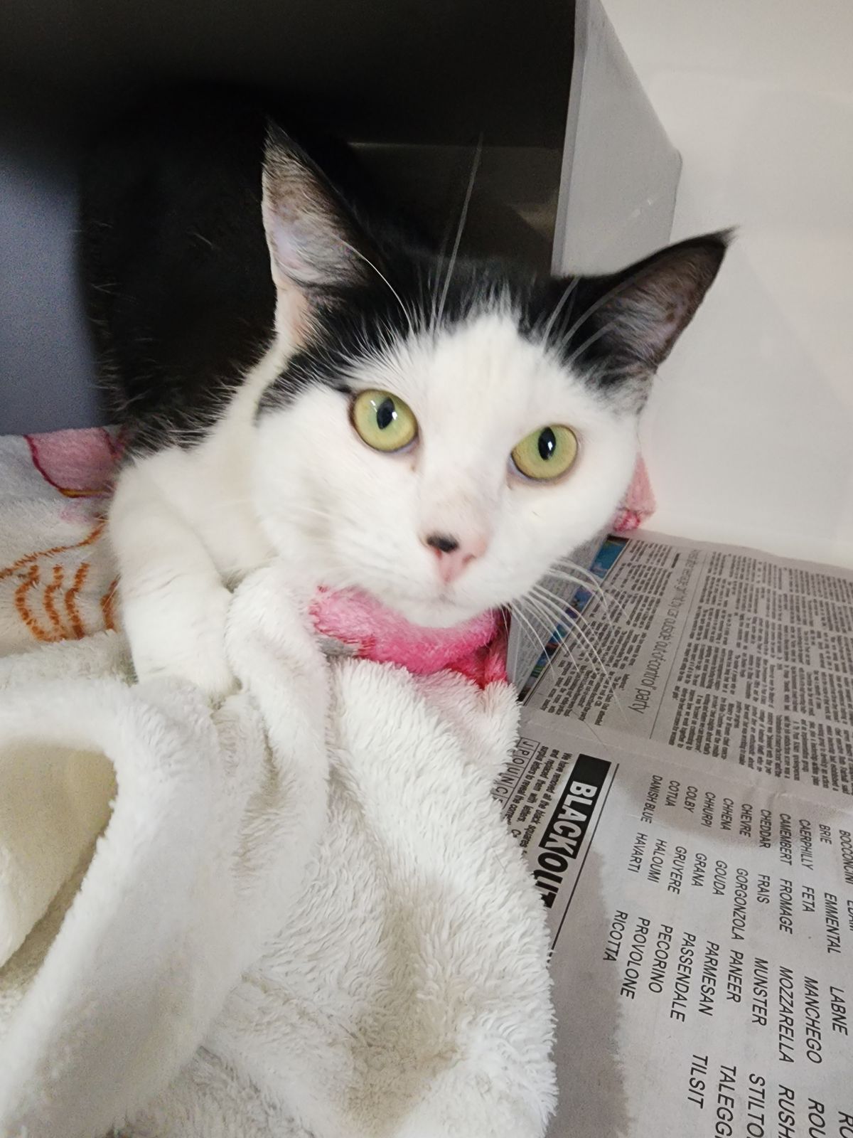 Gallery image: Penelope