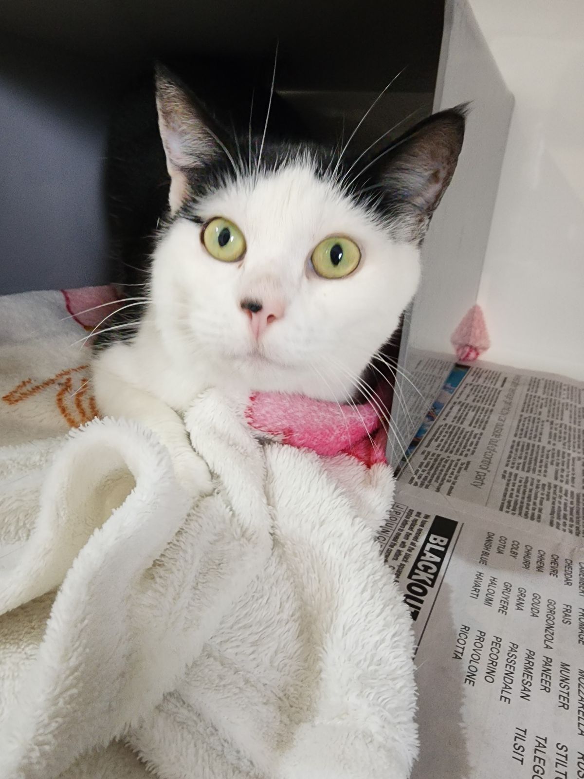 Gallery image: Penelope