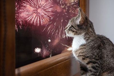 SPCA supports Countdown’s move to stop selling fireworks