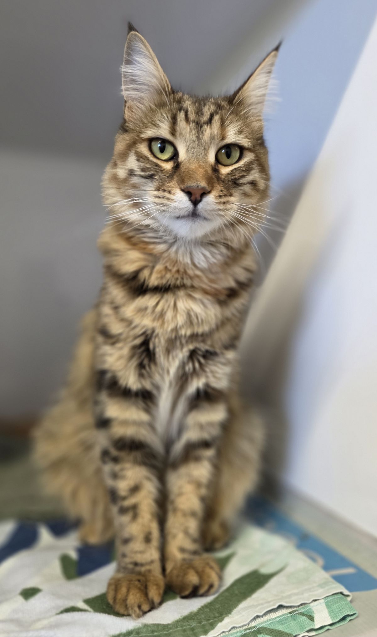 Gallery image: Kamla