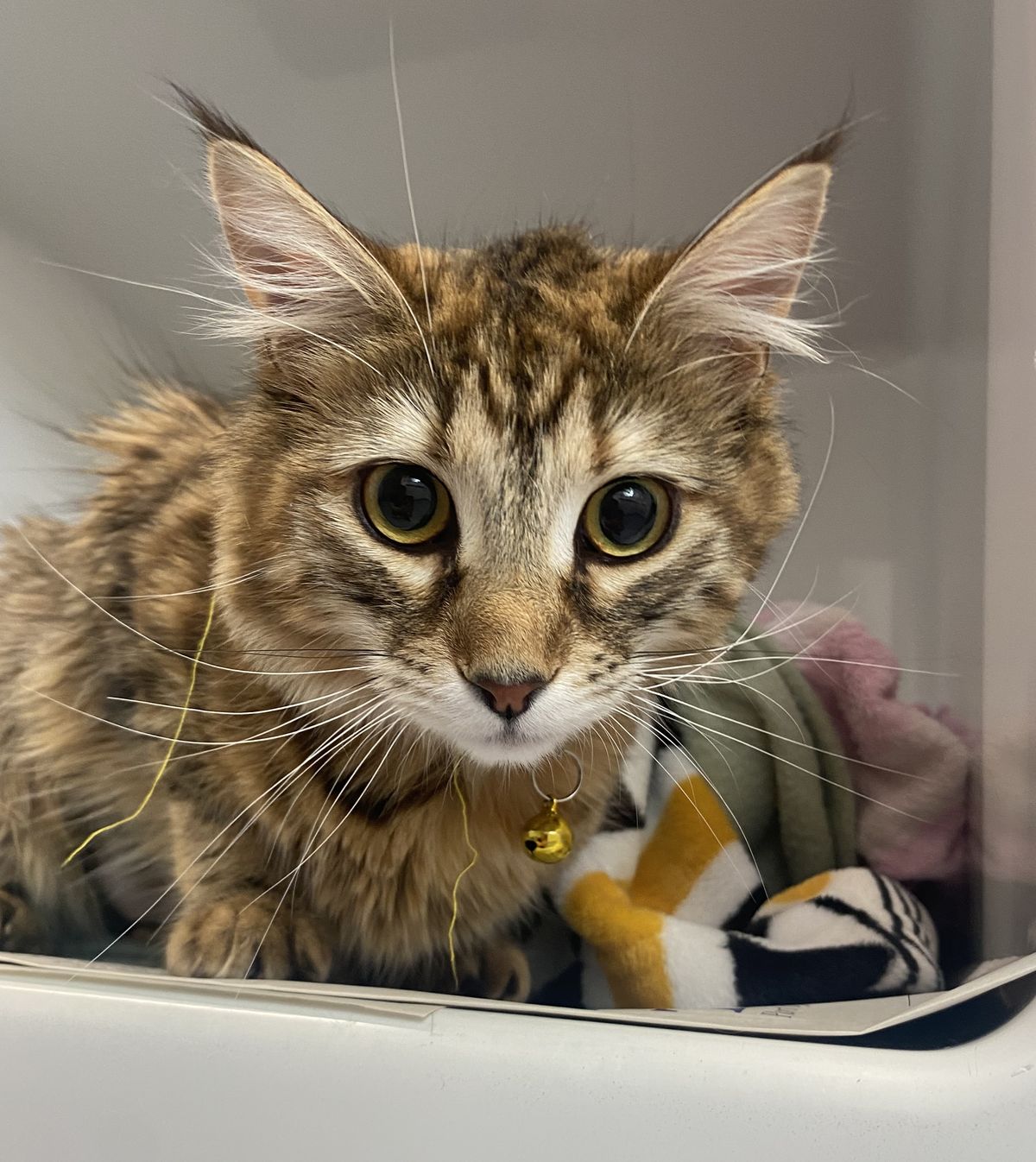 Gallery image: Kamla