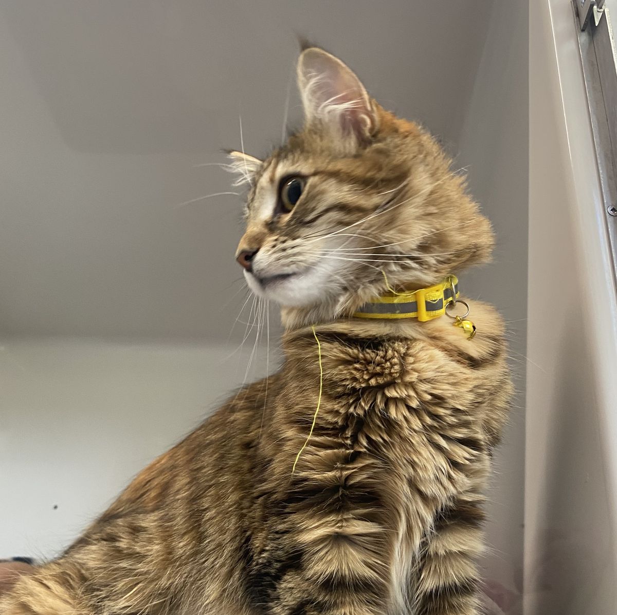 Gallery image: Kamla