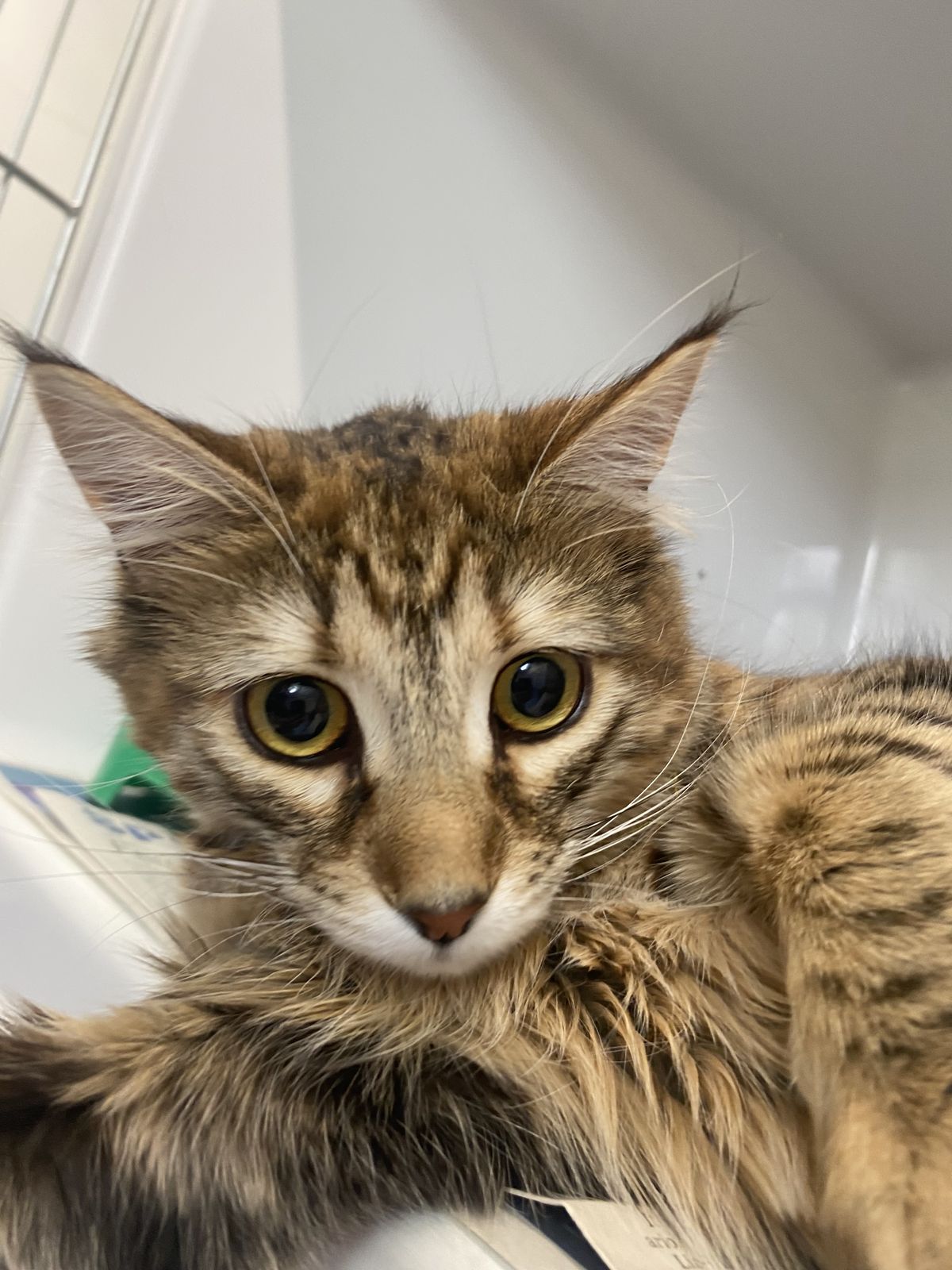 Gallery image: Kamla