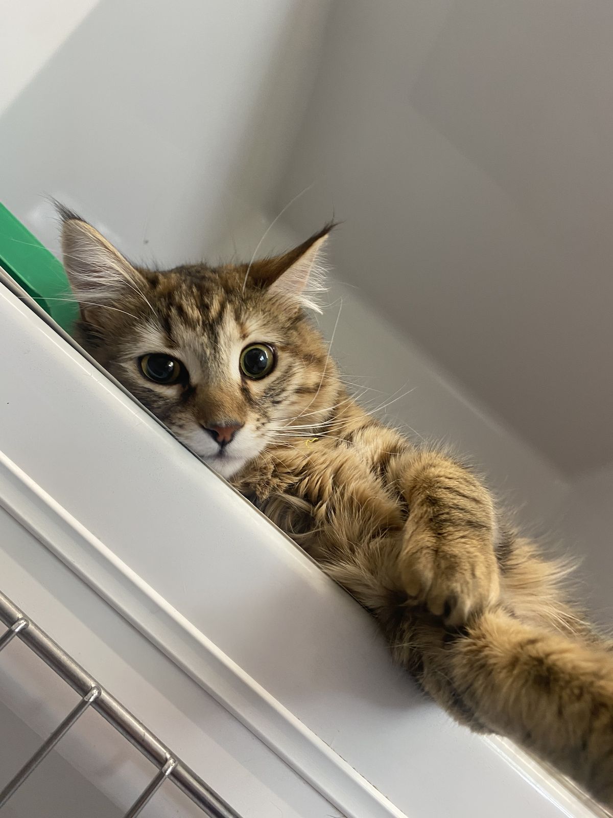 Gallery image: Kamla