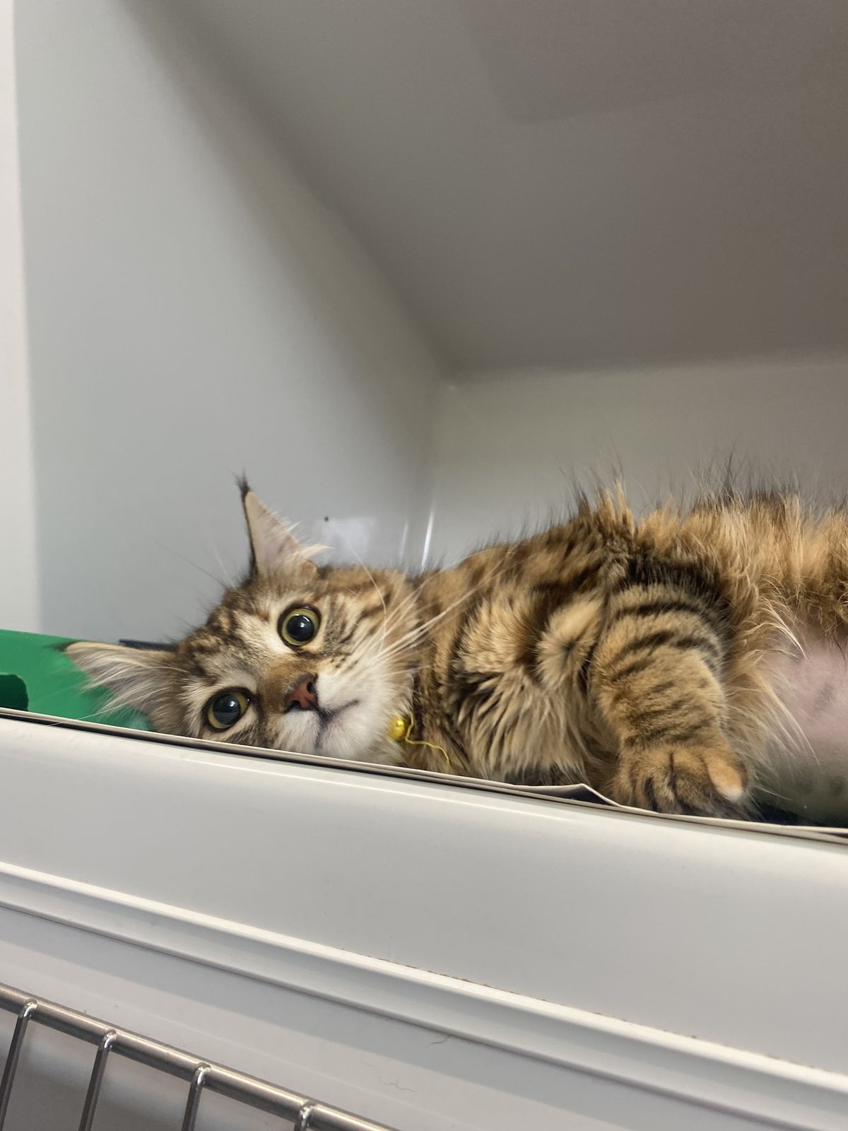 Gallery image: Kamla