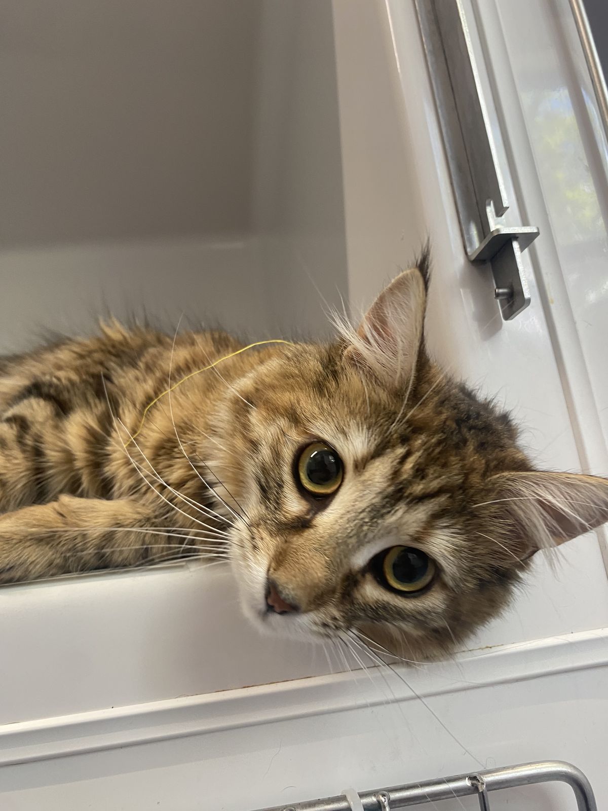 Gallery image: Kamla