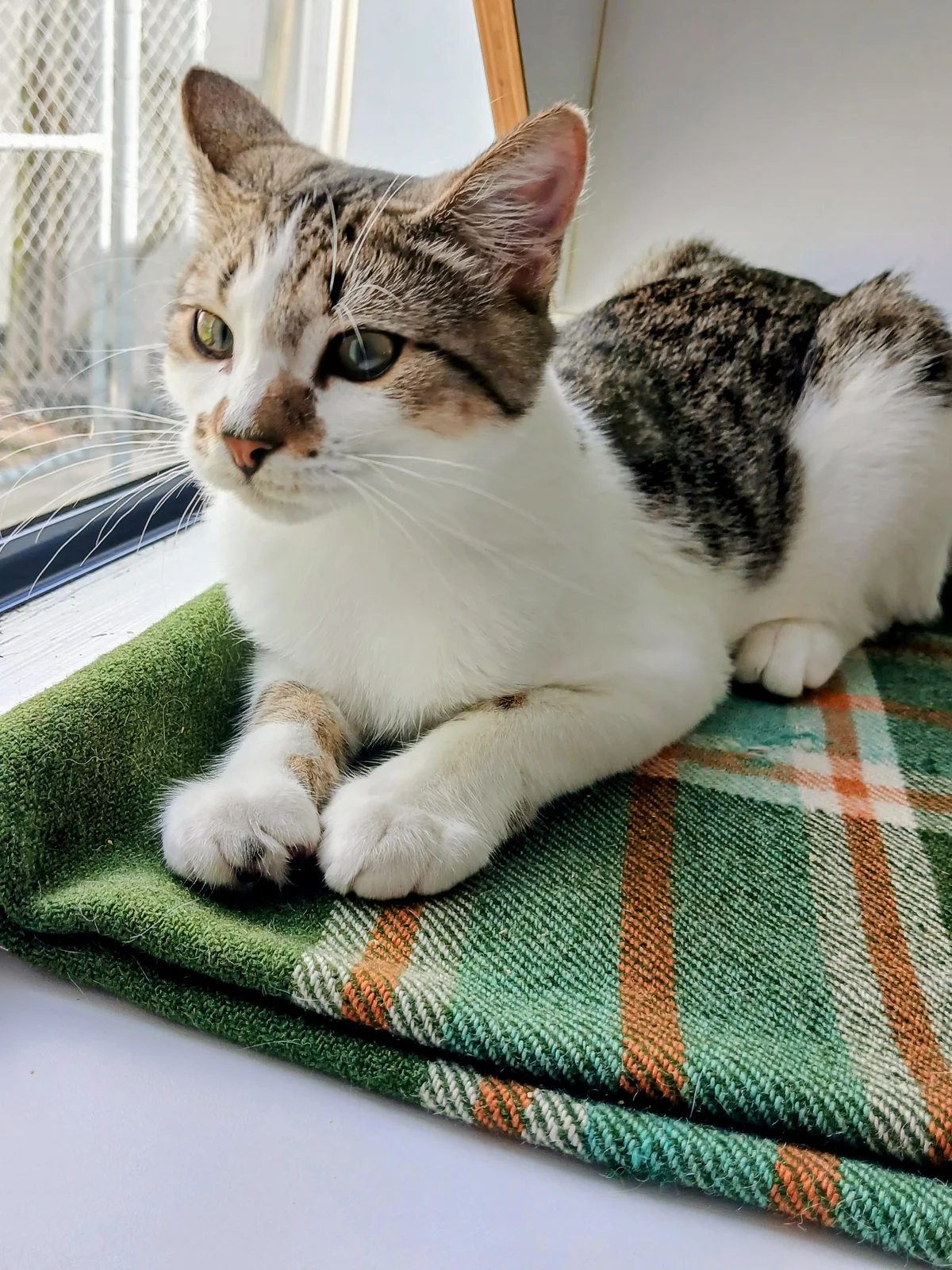 Gallery image: Diesel