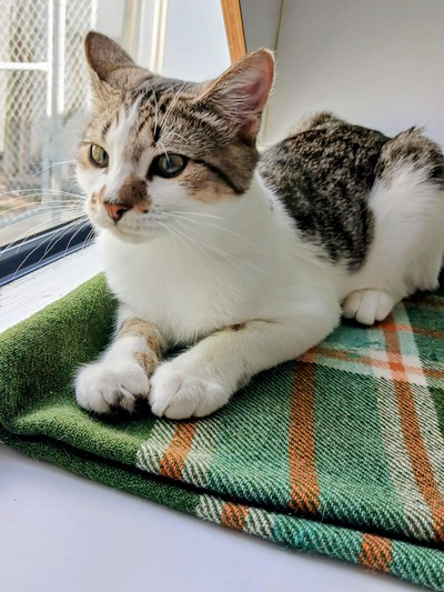 Diesel - Domestic Short Hair