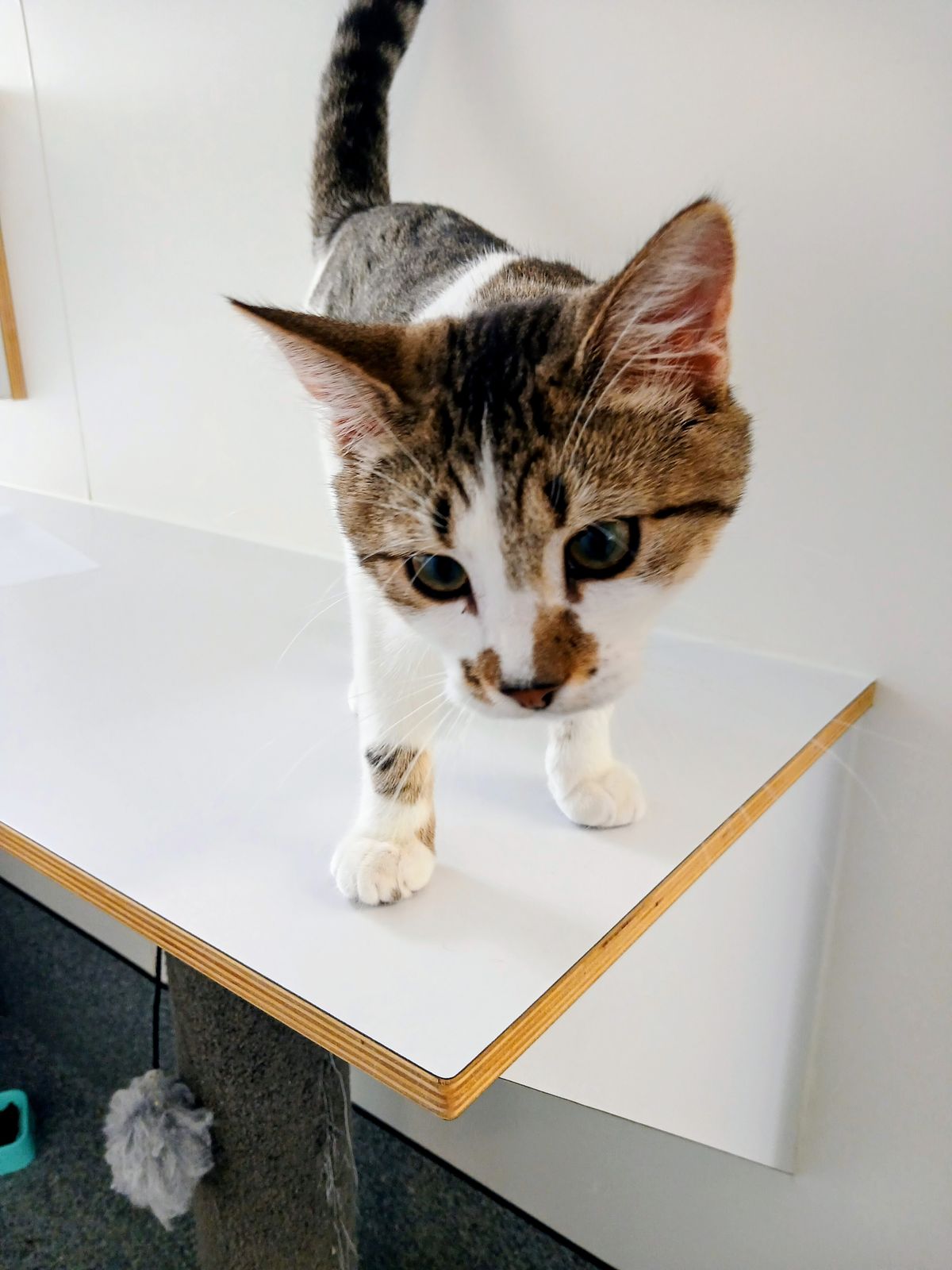 Gallery image: Diesel