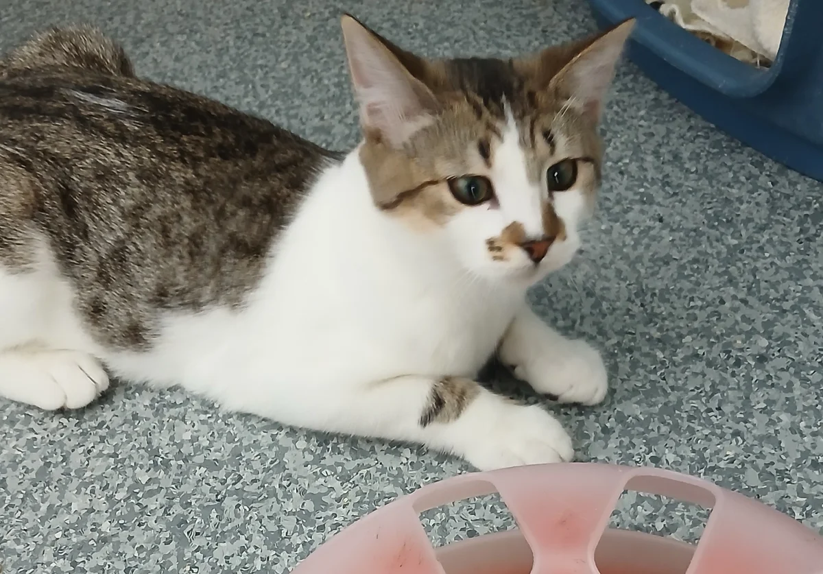 Gallery image: Diesel