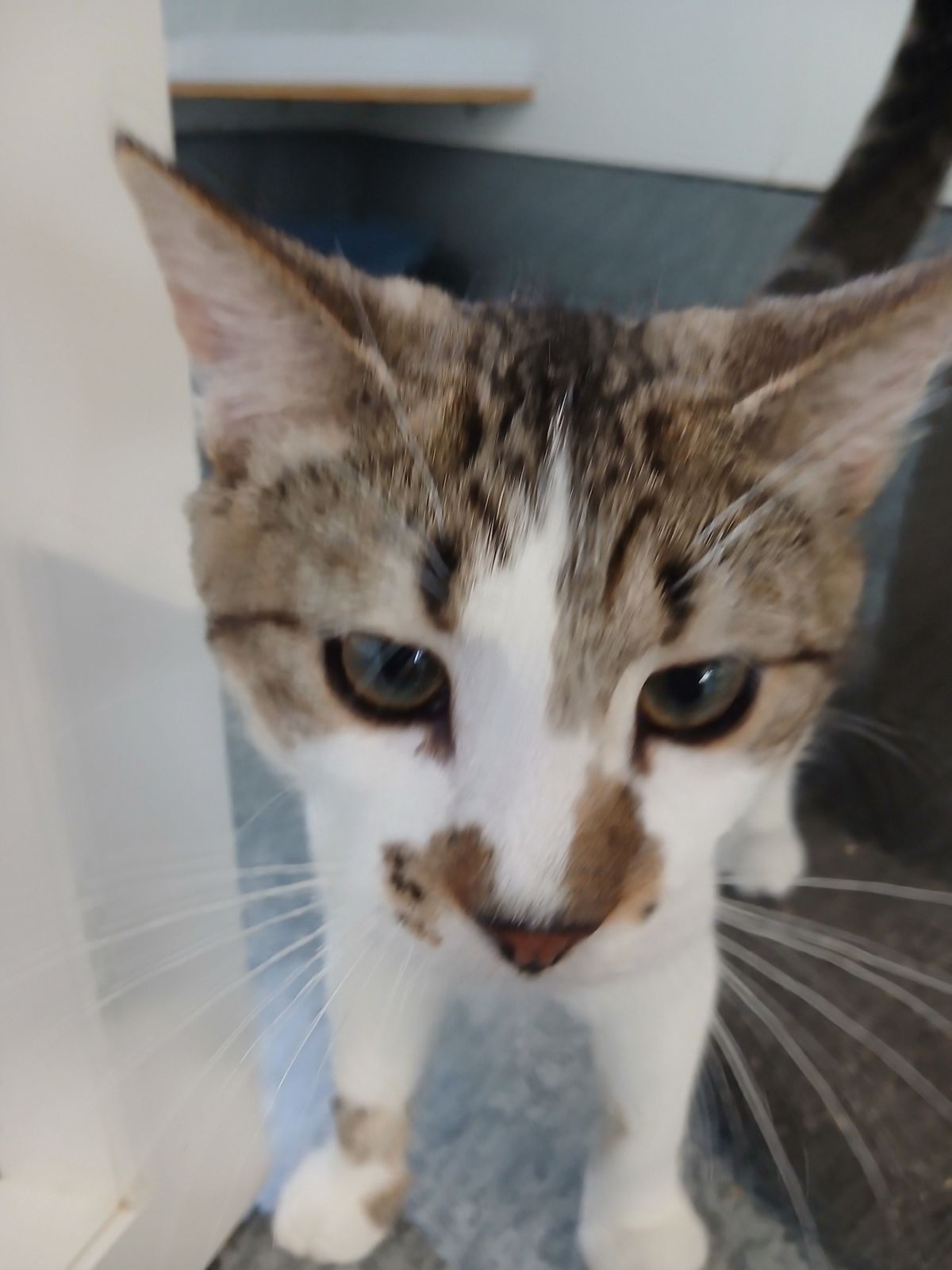 Gallery image: Diesel