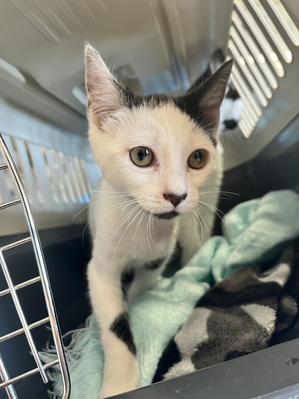 Gallery image: Connie