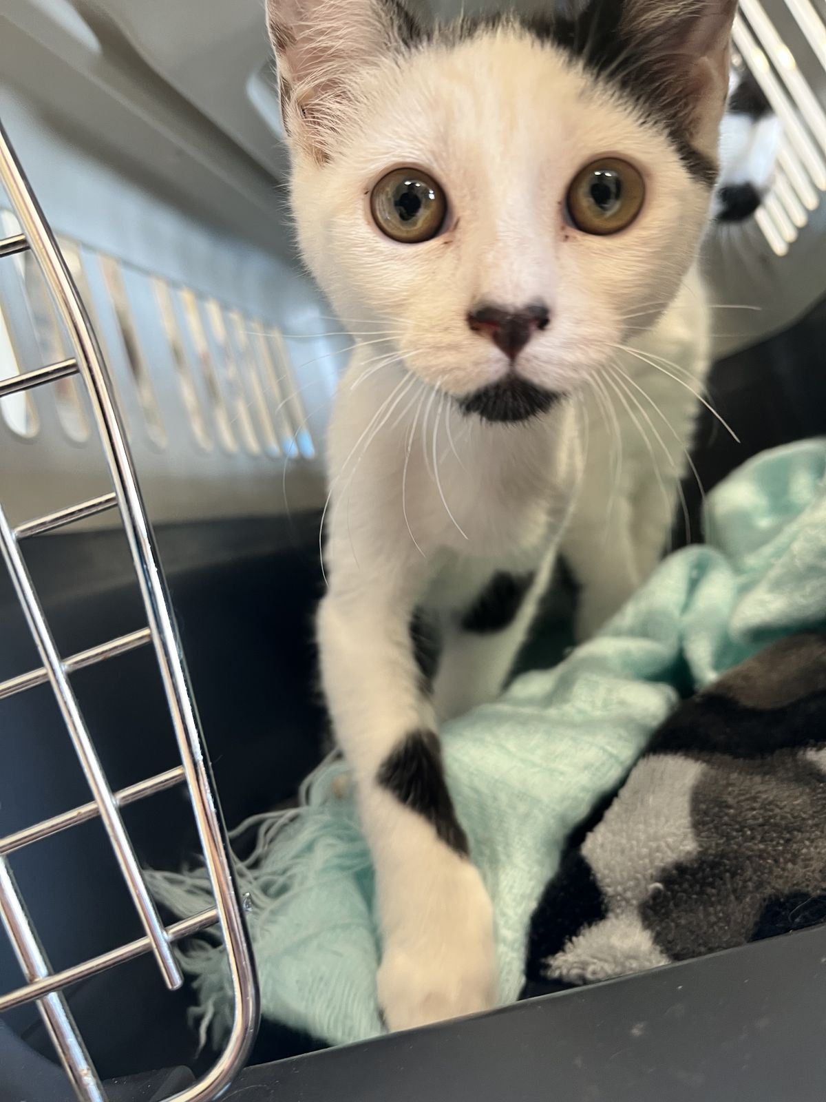 Gallery image: Connie