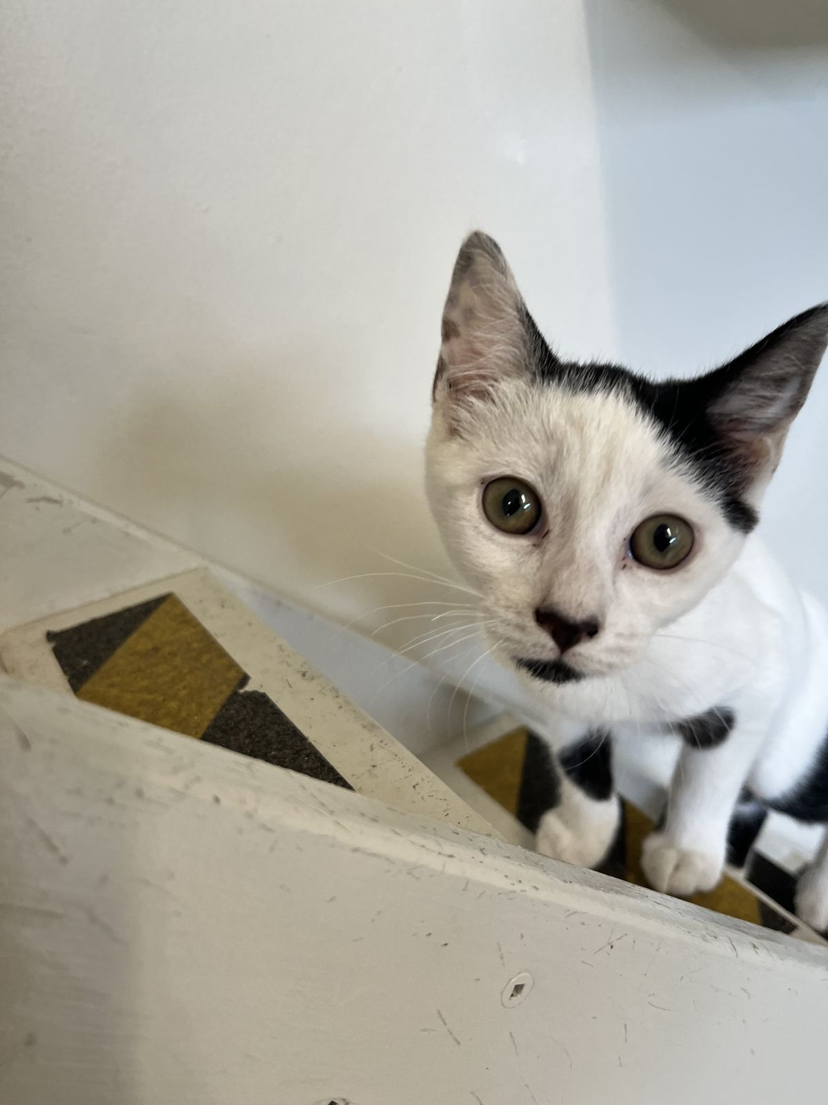 Gallery image: Connie