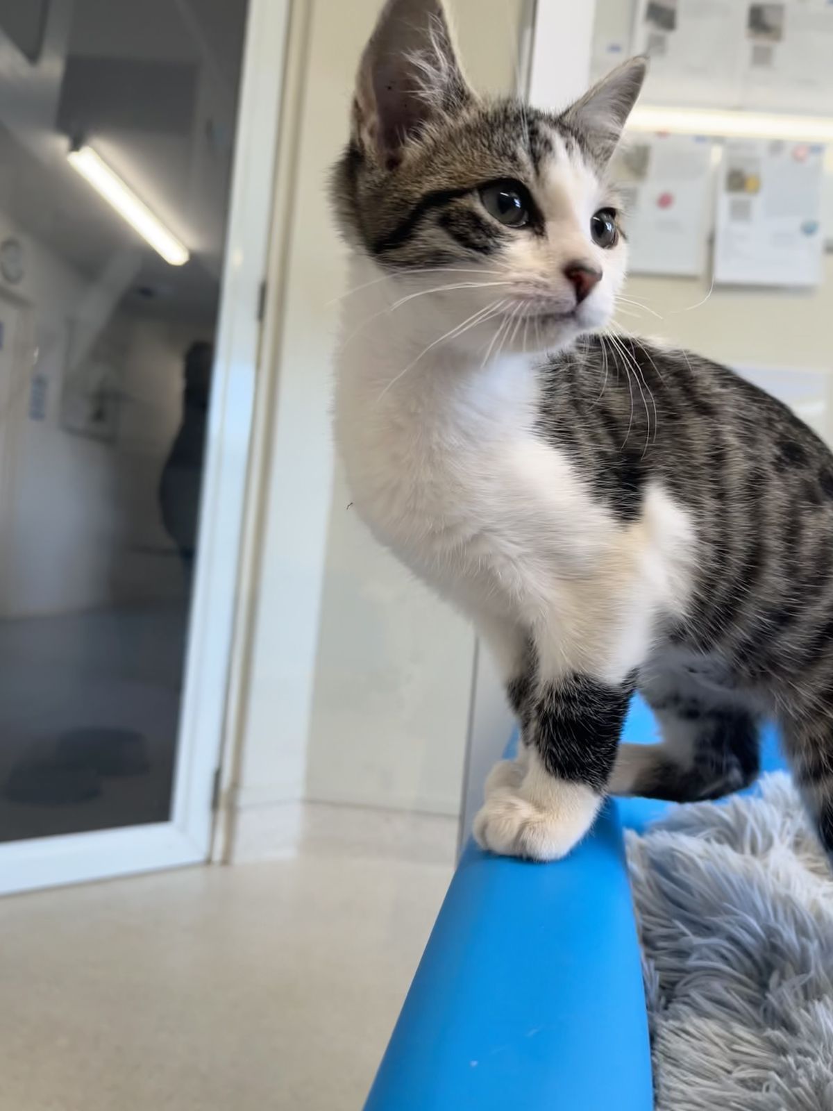 Gallery image: Charlie