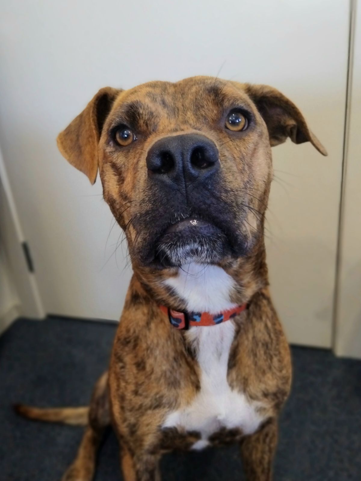 Gallery image: Honey