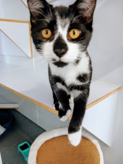 Leonardo - Domestic Short Hair