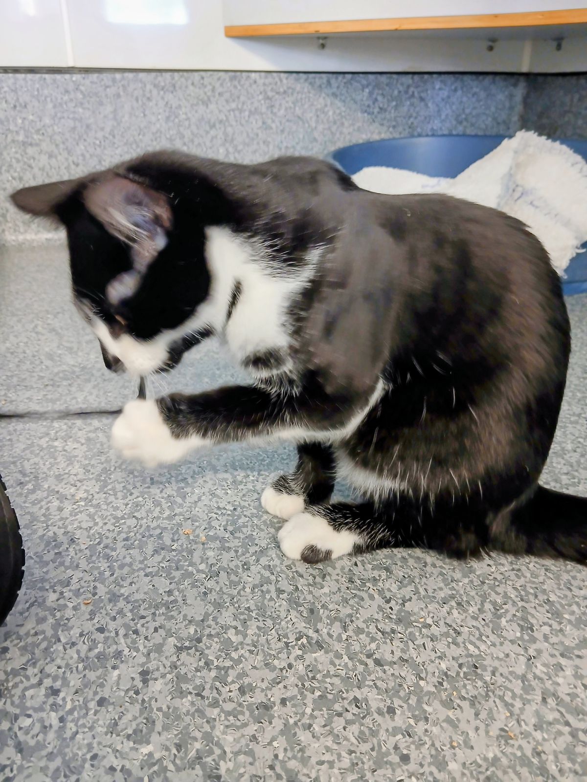 Gallery image: Leonardo