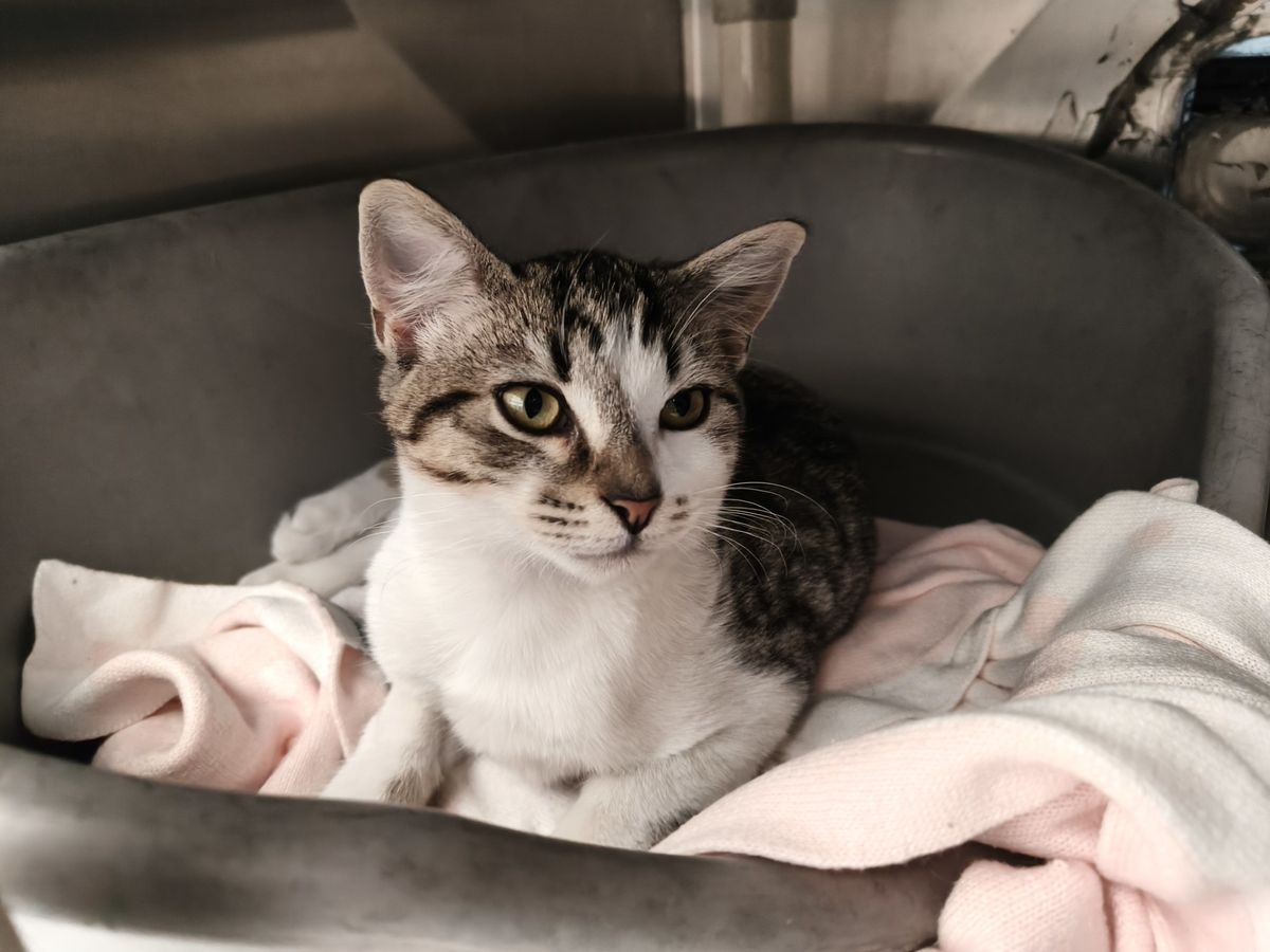 Gallery image: Mr Whippy 