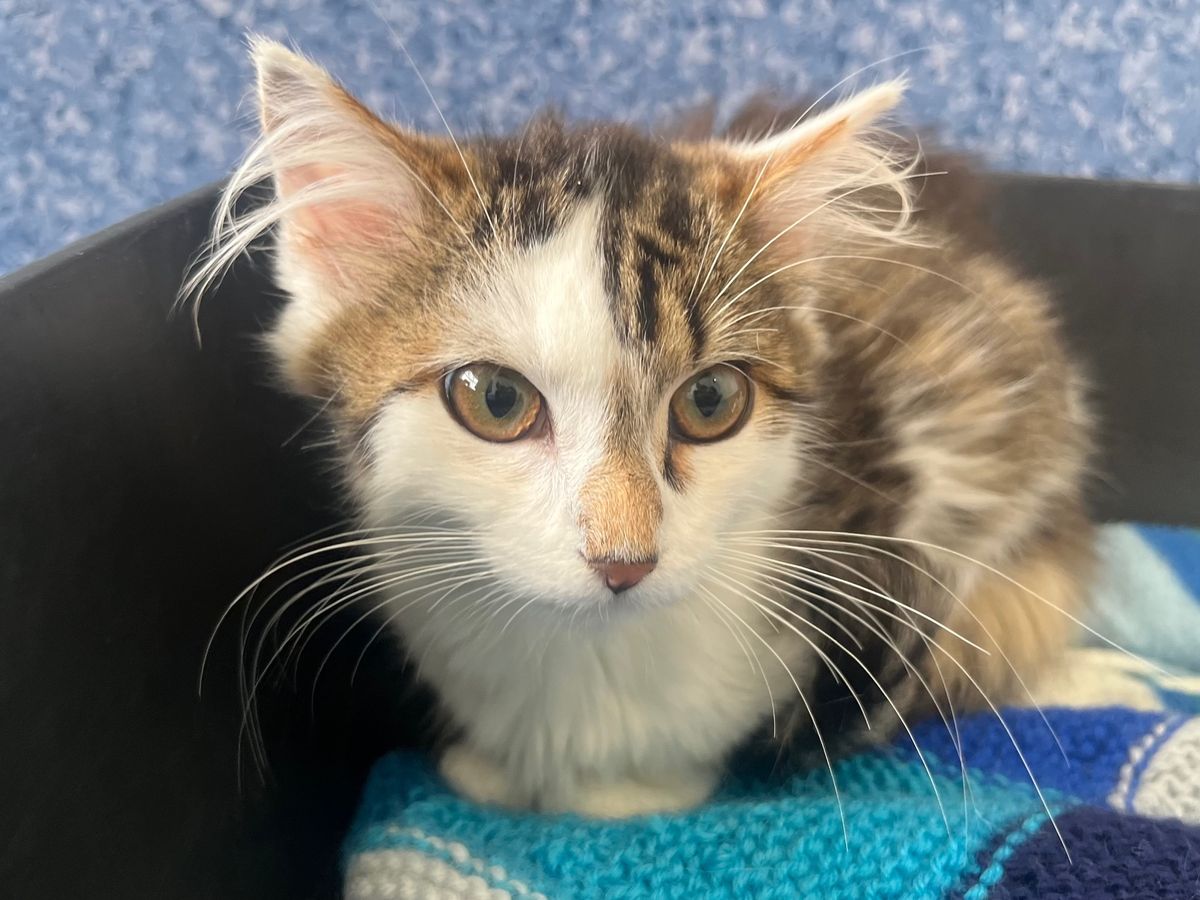 Gallery image: Phoenix