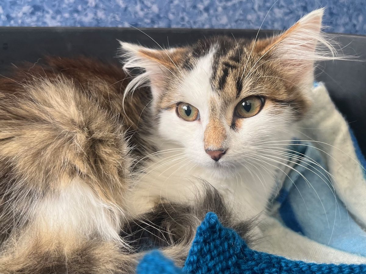 Gallery image: Phoenix