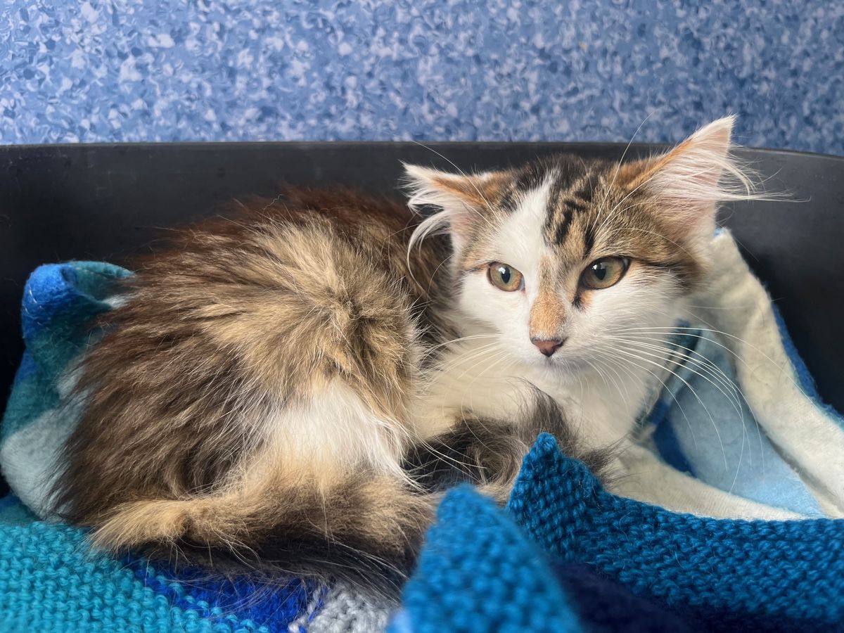 Gallery image: Phoenix