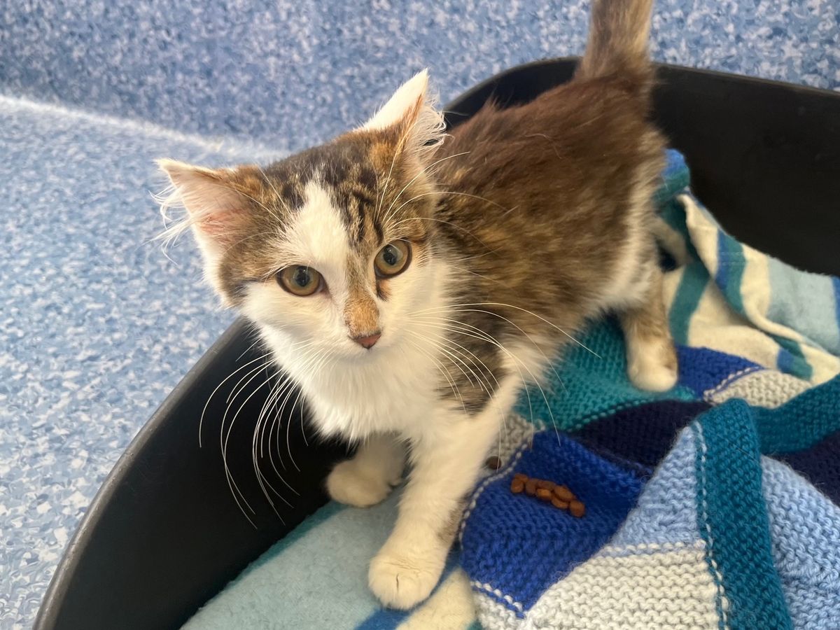 Gallery image: Phoenix