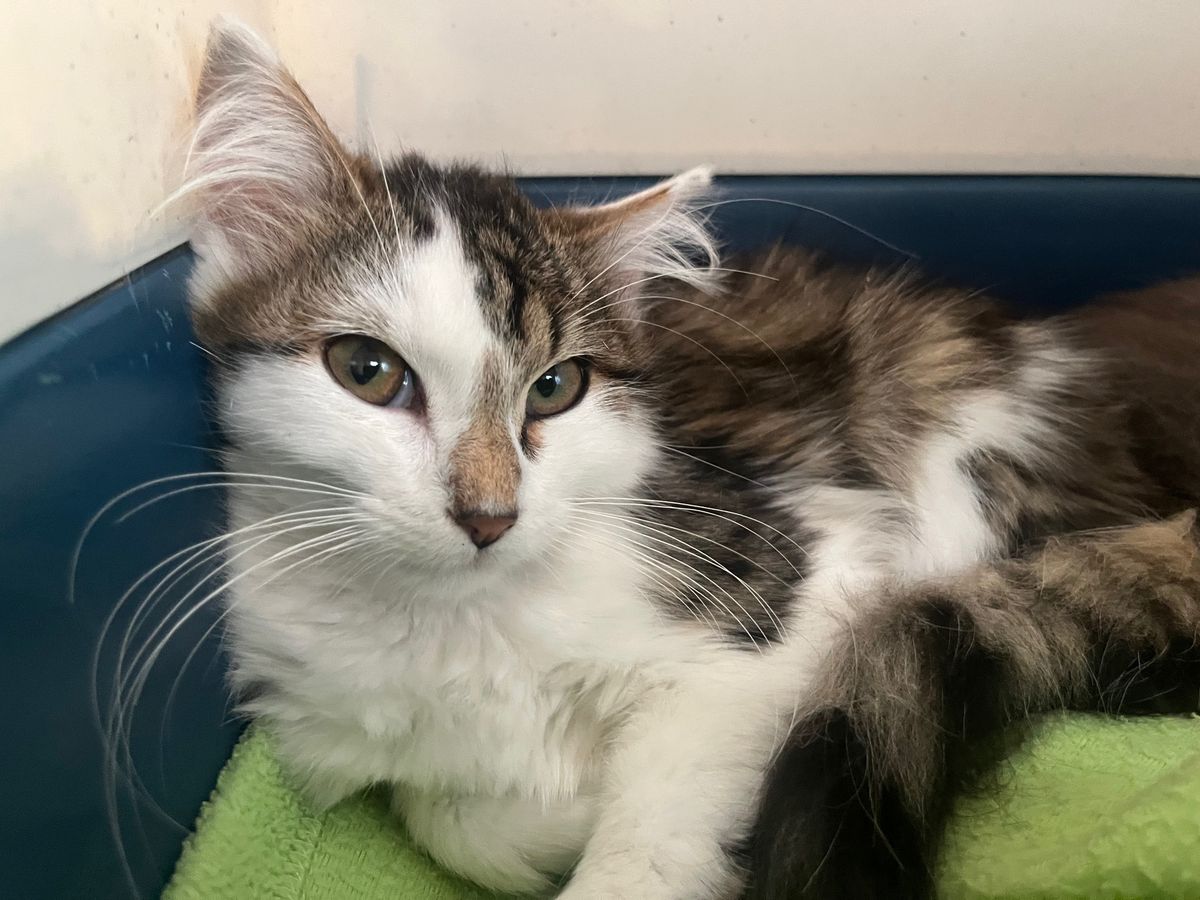 Gallery image: Phoenix