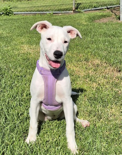 Sprinkle - Medium Cross Breed