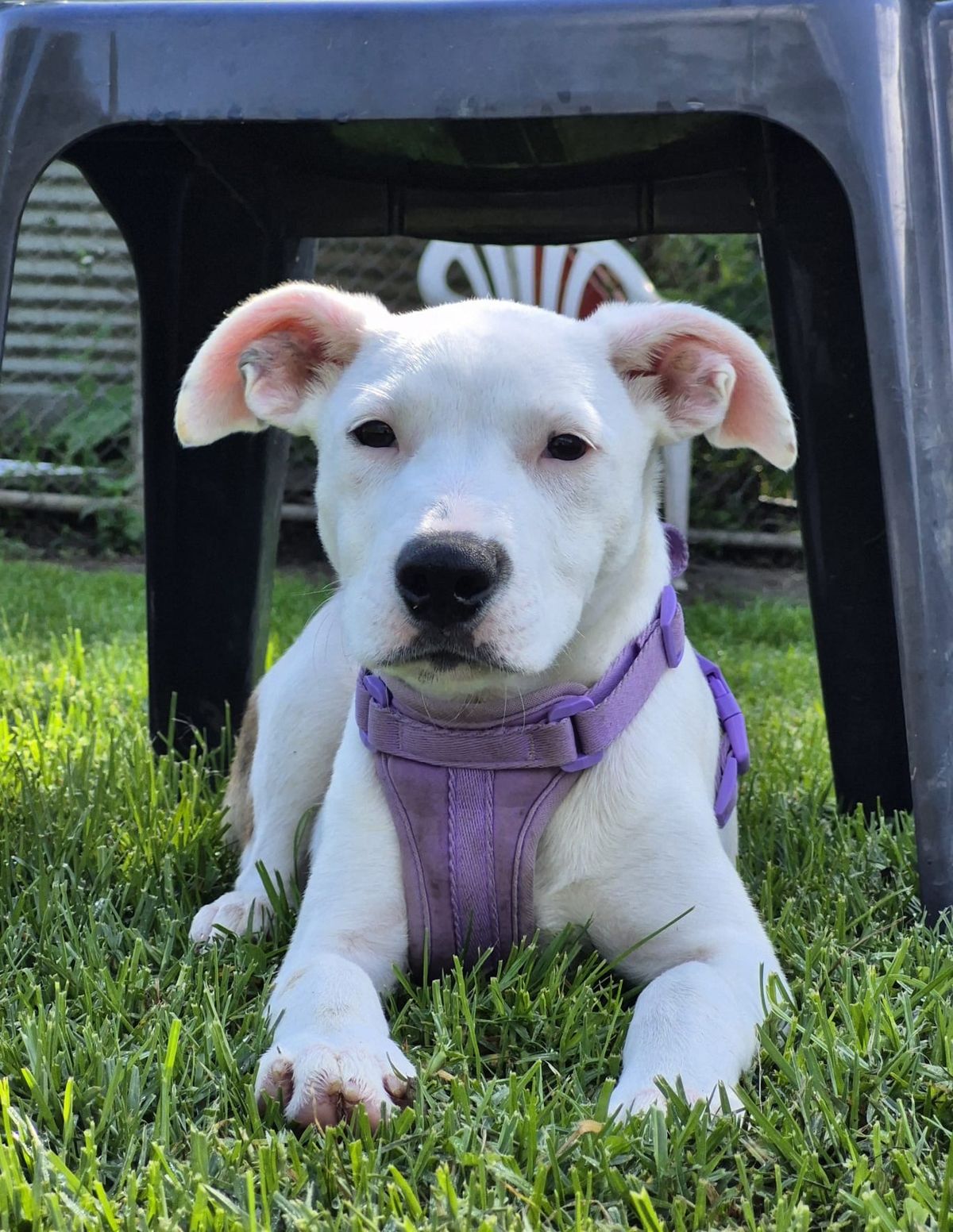 Gallery image: Sprinkle