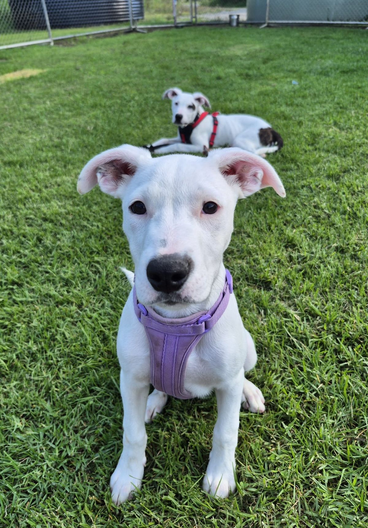 Gallery image: Sprinkle