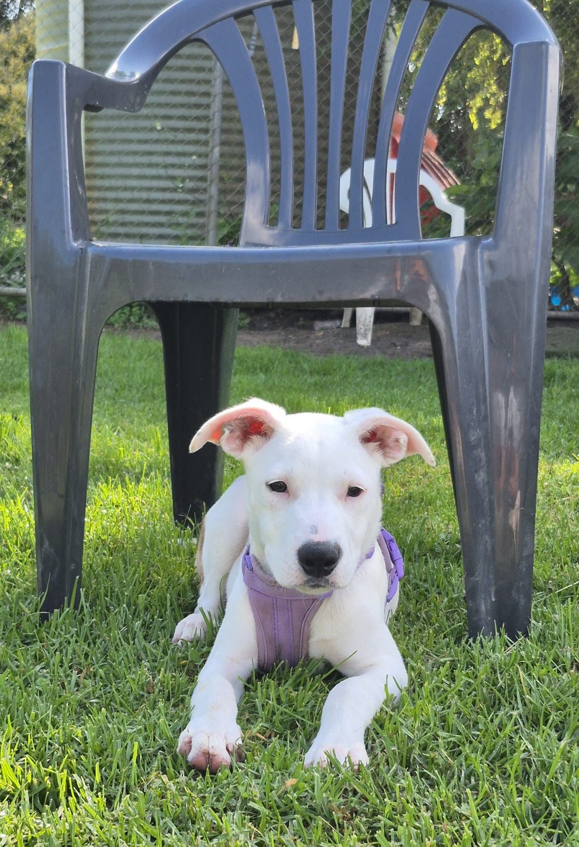 Gallery image: Sprinkle