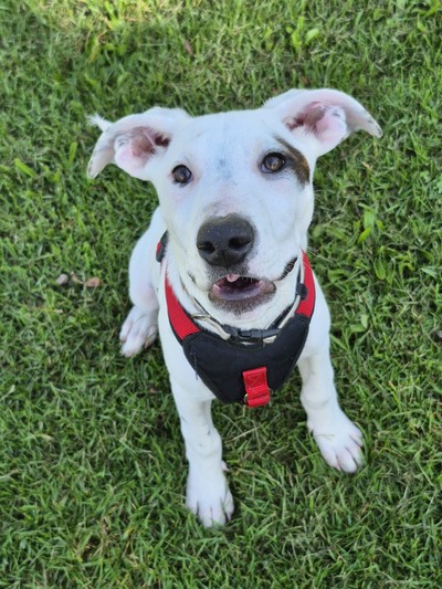 Syrup - Medium Cross Breed