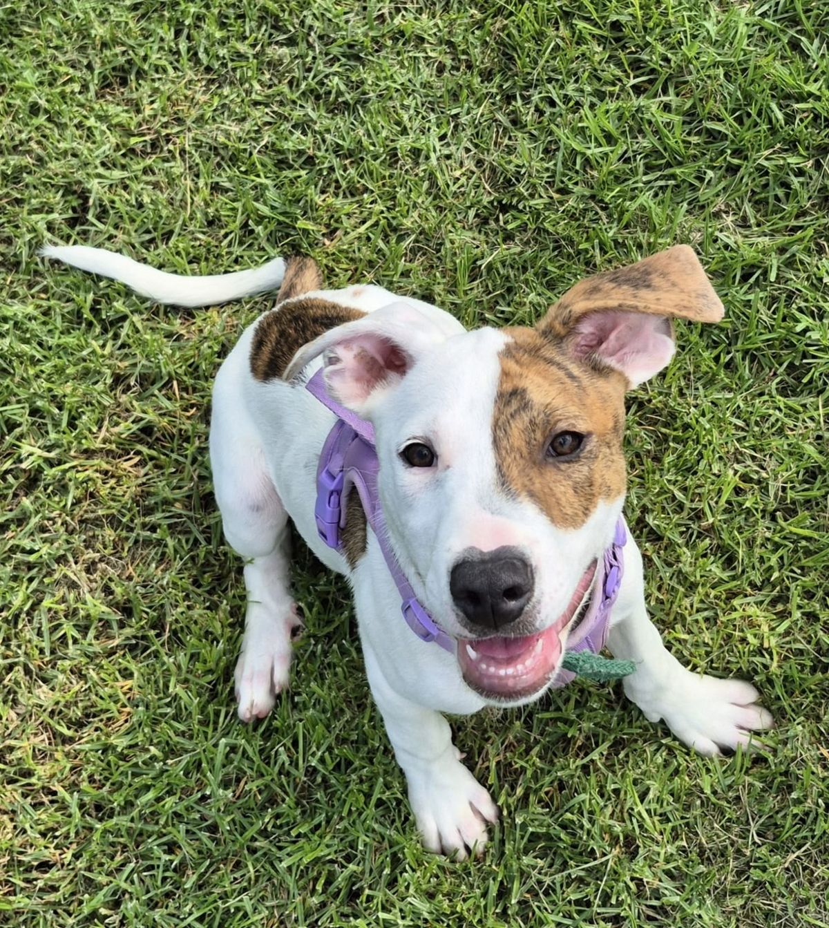 Gallery image: Sorbet