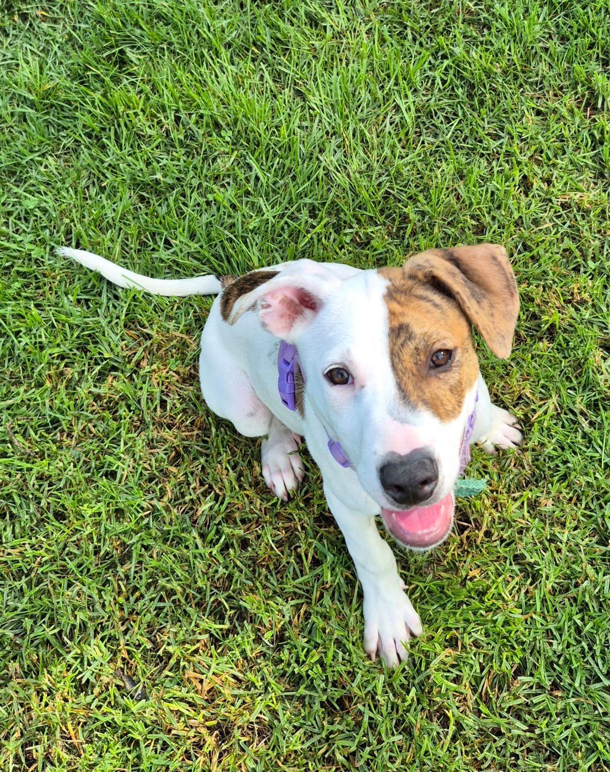 Gallery image: Sorbet