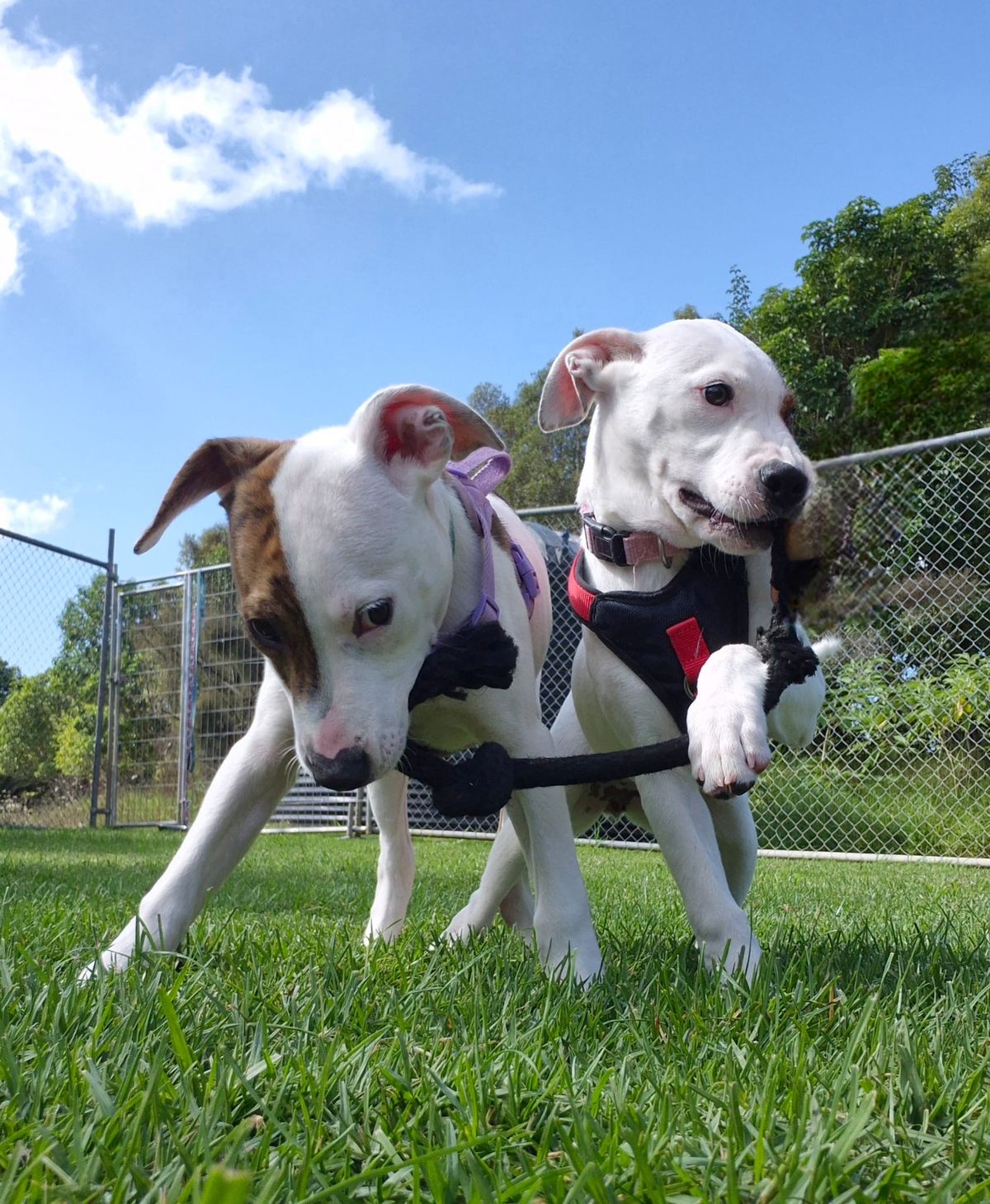 Gallery image: Sorbet