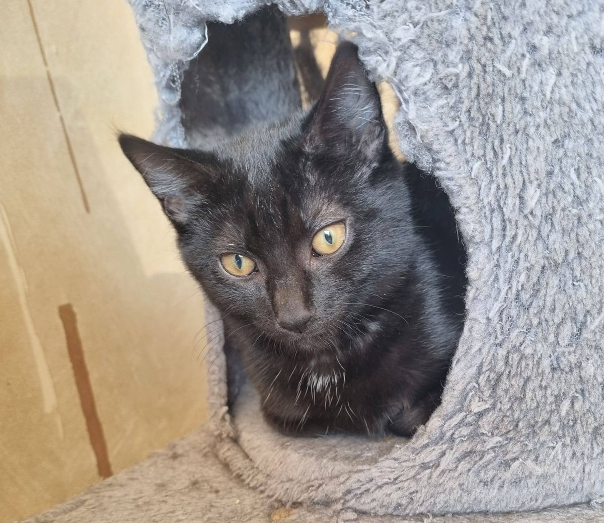 Gallery image: Skittles