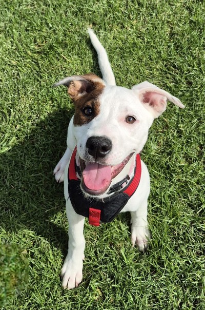 Sugar - Medium Cross Breed