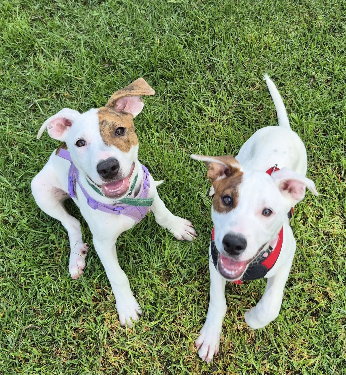 Gallery image: Sugar