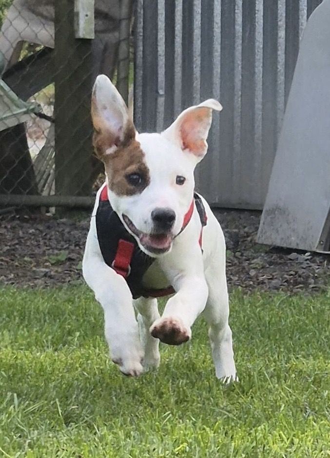 Gallery image: Sugar