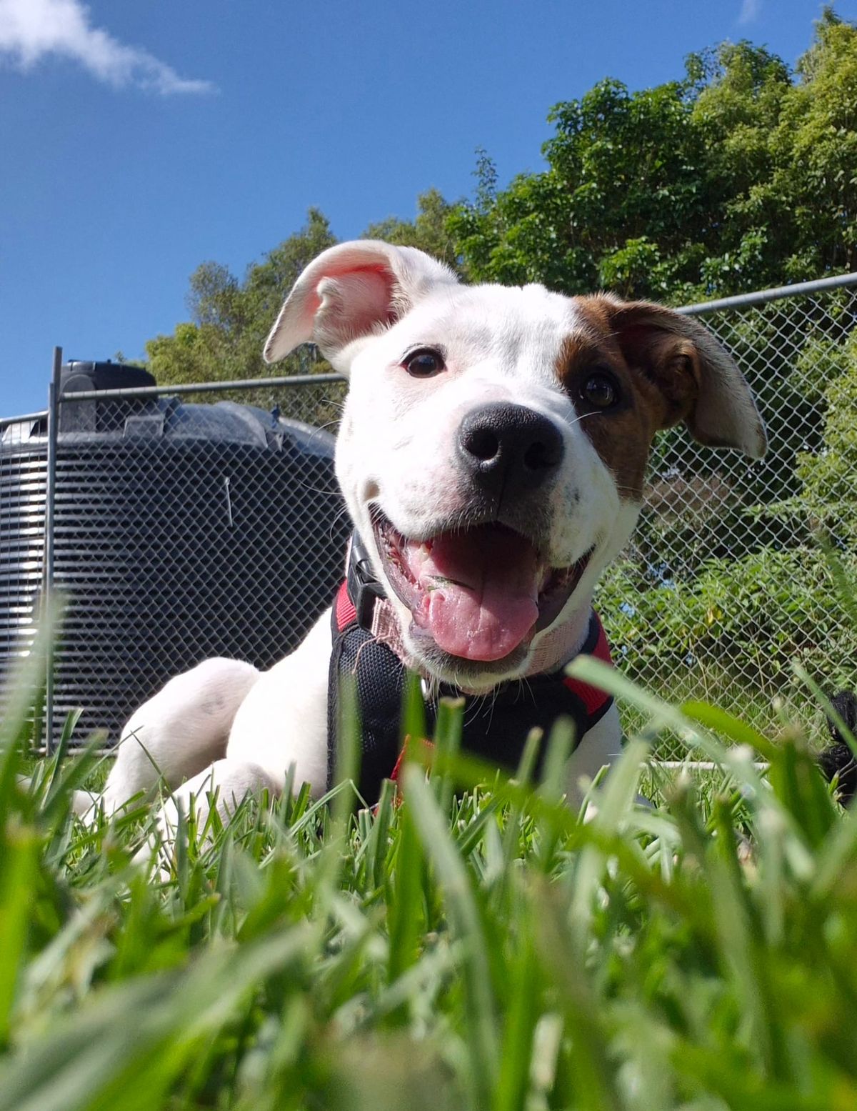 Gallery image: Sugar