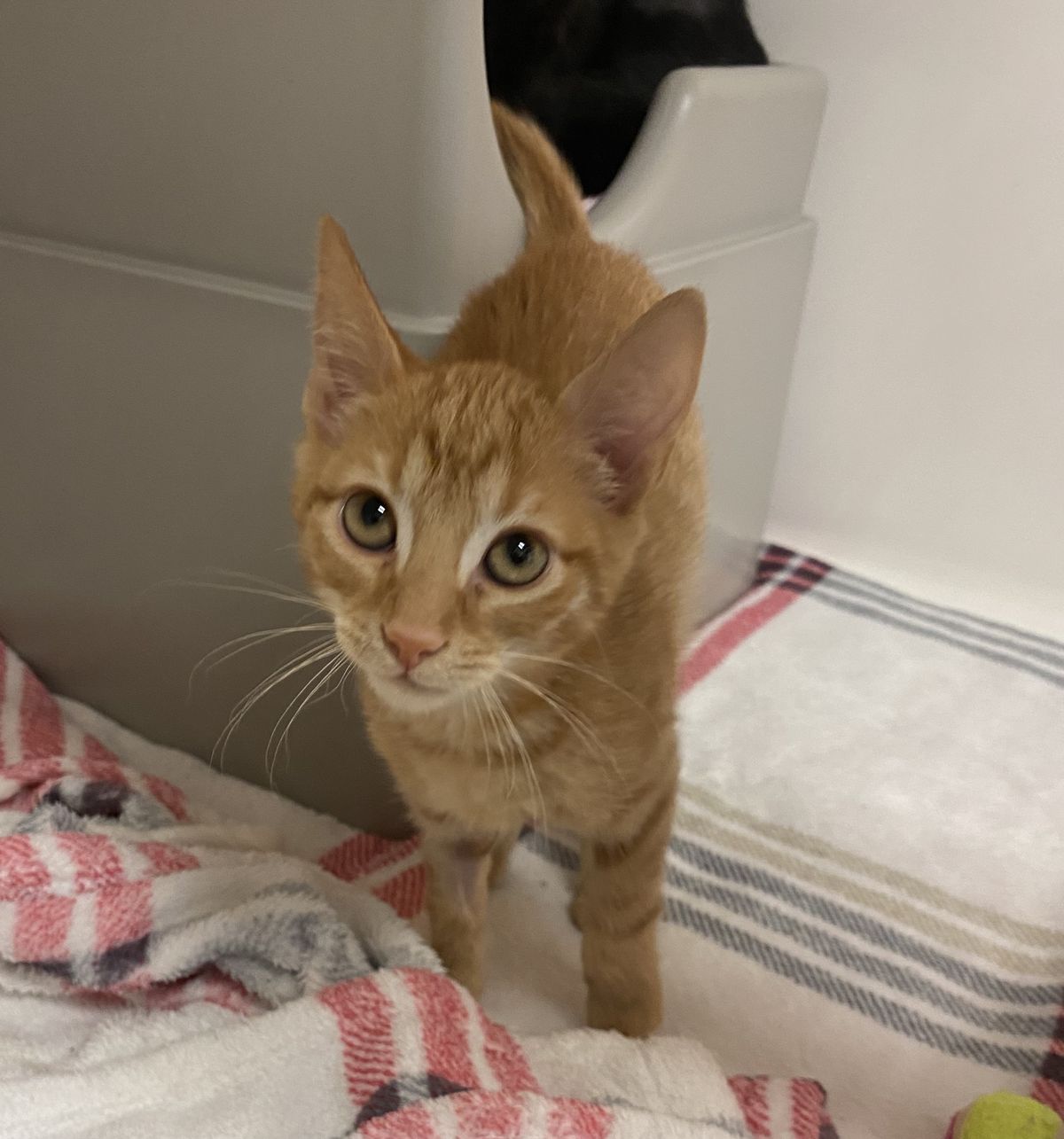 Gallery image: Rupert