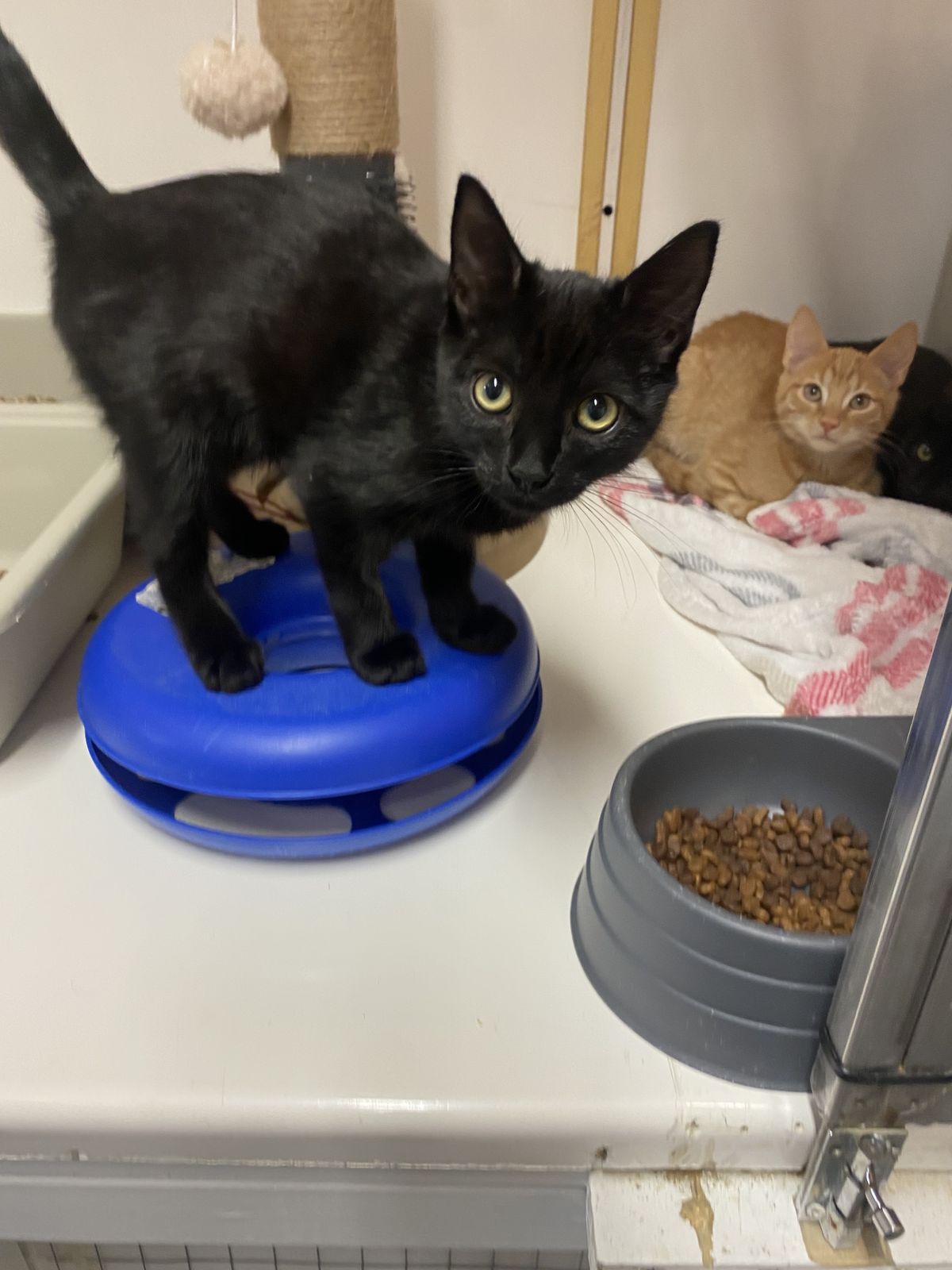 Gallery image: Rupert