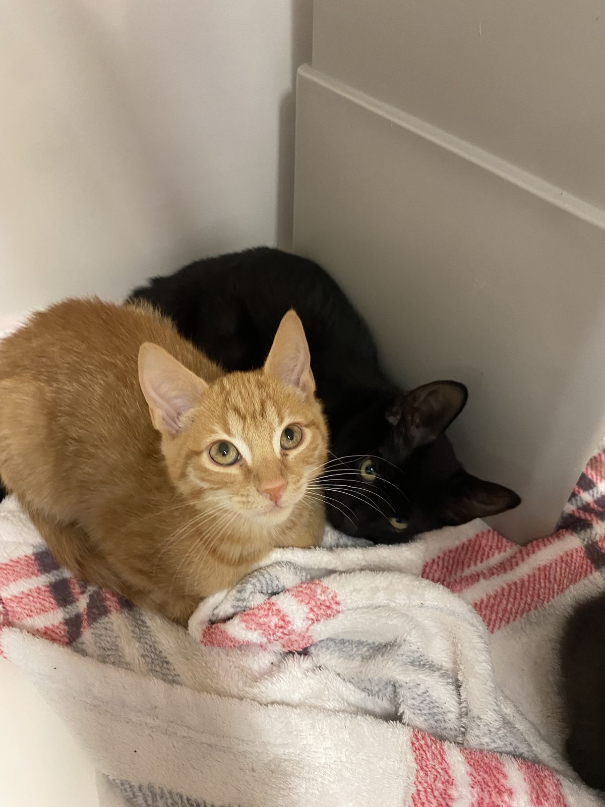 Gallery image: Rupert