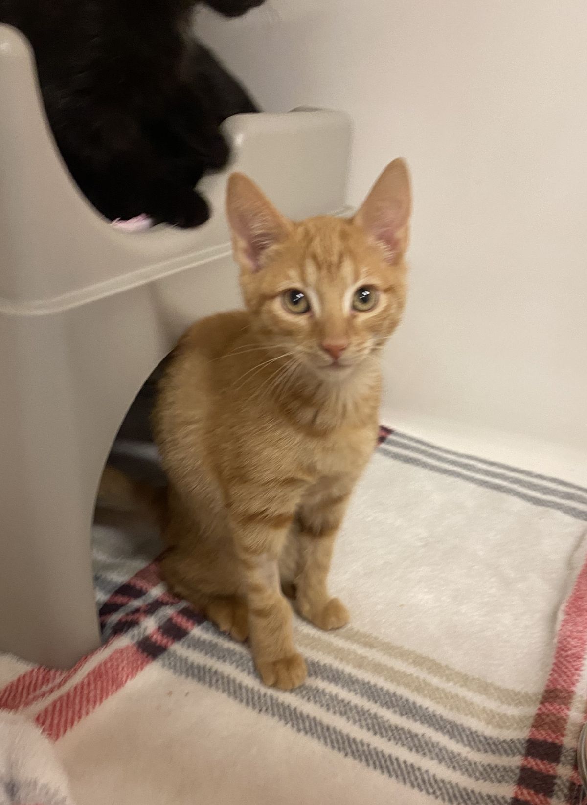 Gallery image: Rupert