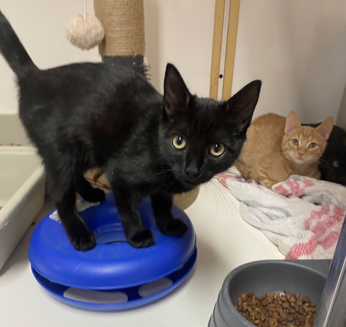 Gallery image: Midnight