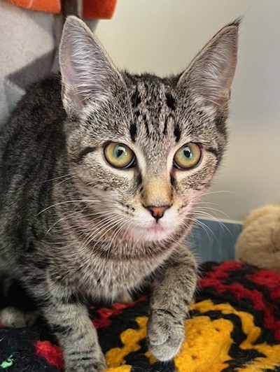 Claire - Domestic Short Hair