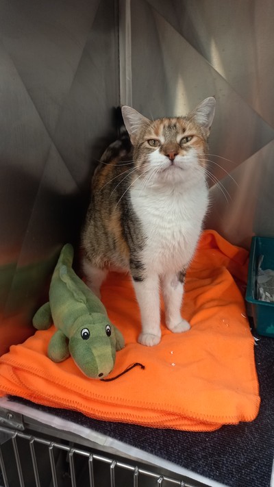 Everly  - Domestic Short Hair