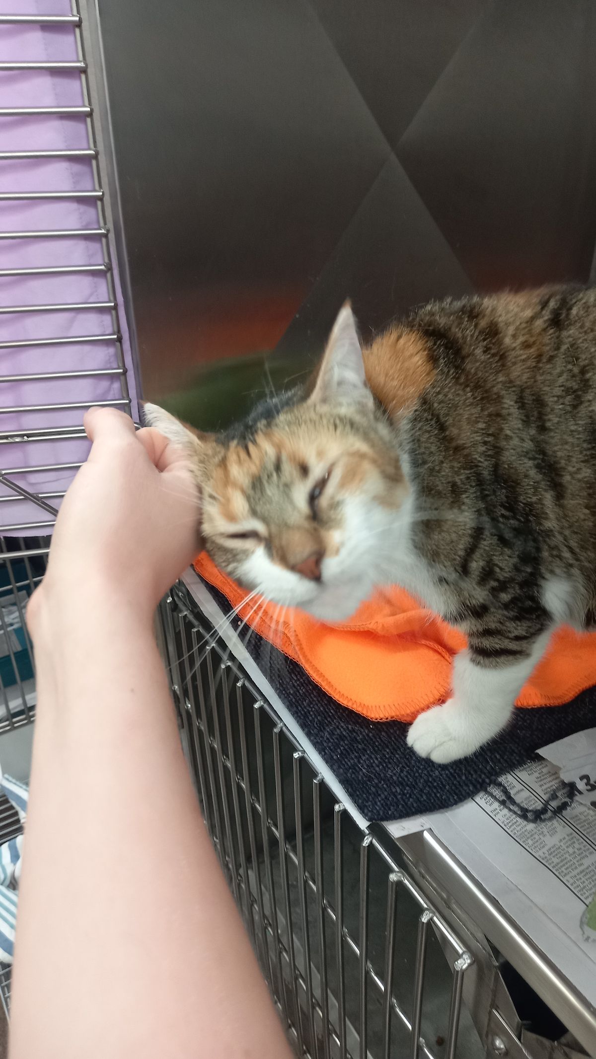 Gallery image: Everly 