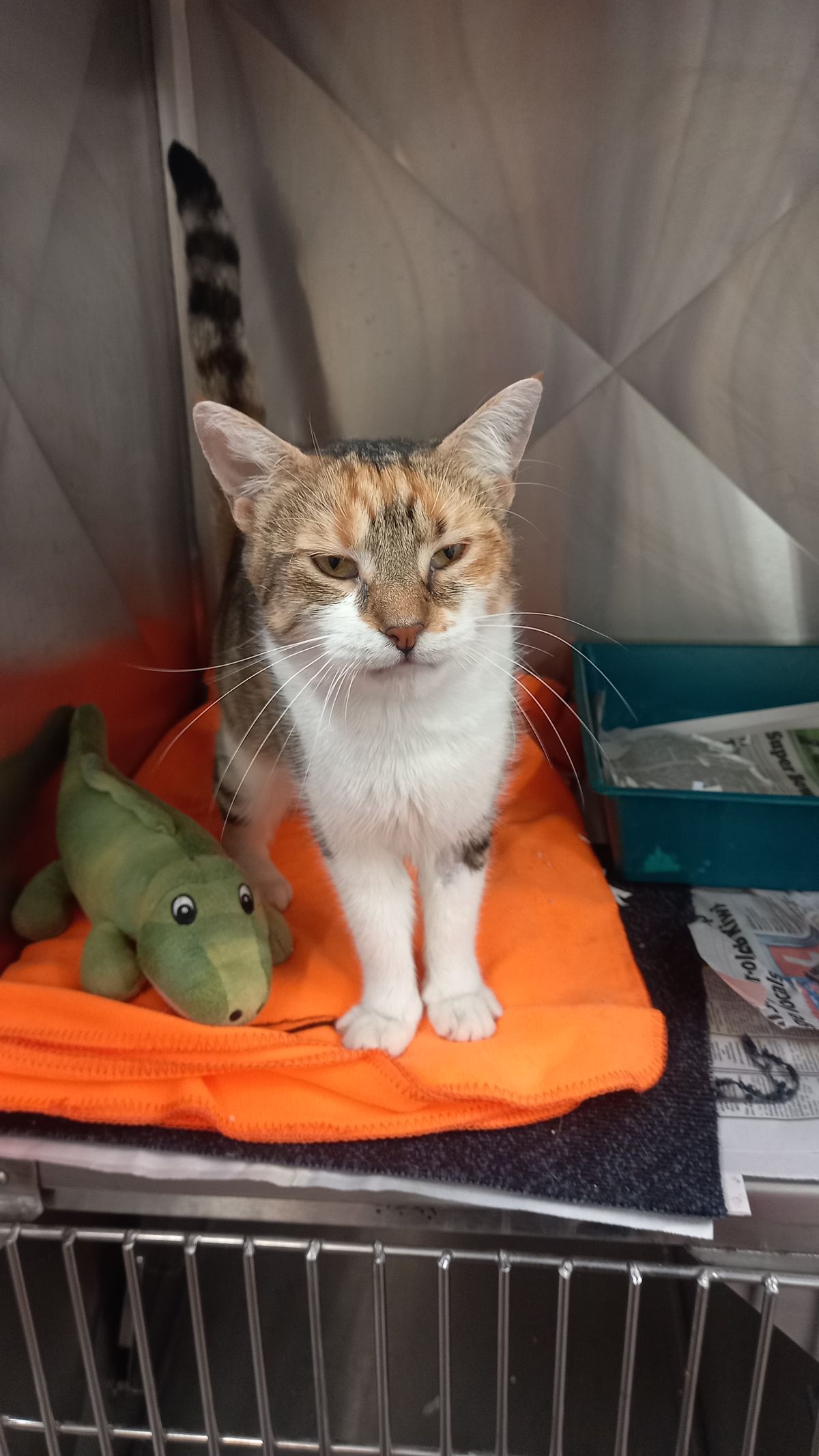 Gallery image: Everly 